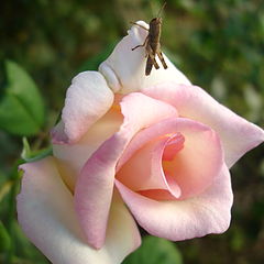 фото "grasshopper and the rose"