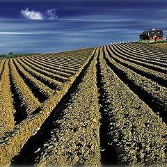 photo "Lines in the field"