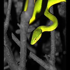 photo "Snake Eye..."