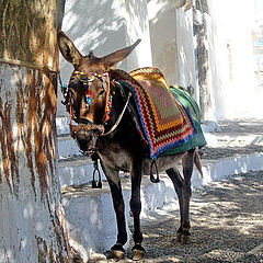 фото "Santorini#4"