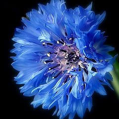 photo "summer cornflower"