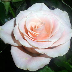 фото ""...and lovely is the rose""