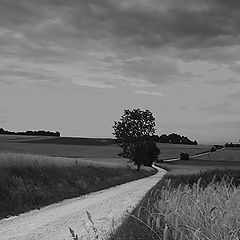 photo "field - road"