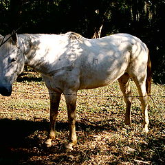 фото "Cavalo"