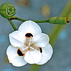 фото "Flower and Buds"