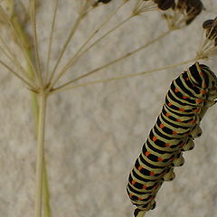 photo "catterpilar"