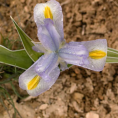 photo "Iris2"