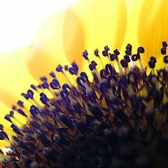 фото "sunflower"