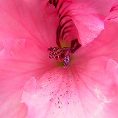 фото "pink#1"