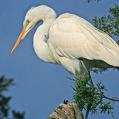 photo "great white heron"