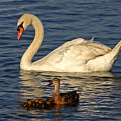 фото "Majestic Mute Swan"