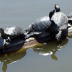 photo "Sunbathing...."