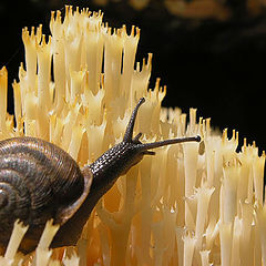 photo "Snail on fungus"