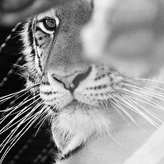 фото "Тигр"