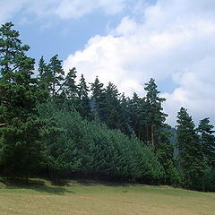 photo "Edge of Forest"