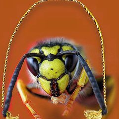 фото "Wasp with jumping-rope"