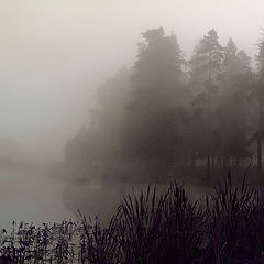 photo "Misty morning"