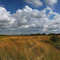 фото "Середина лета"