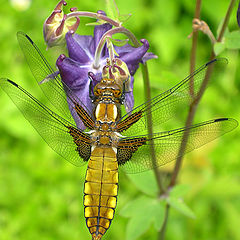 photo "Dragonfly #1"