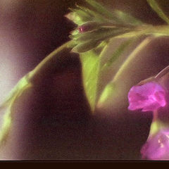 photo "About silly pink dreams.. About flowers.."