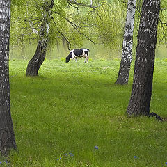 photo "cow"