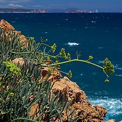 фото "Дикие цветы на Диком берегу (Costa Brava)"