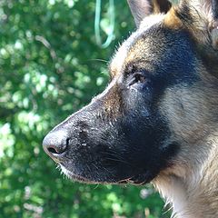 photo "Cujo"