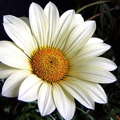 фото "White lady"