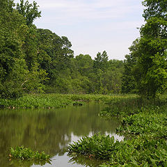 photo "The moment of solitude"