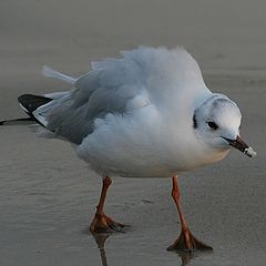 photo "Small Seagull"