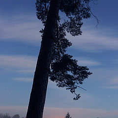 фото "Дерево"