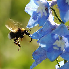 photo "I am coming"