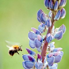 photo "Busy bee"