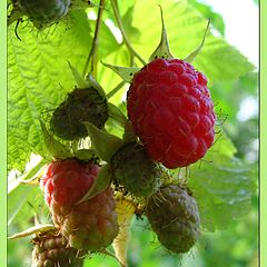 photo "raspberry (framboesa)"