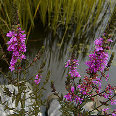 photo "bog's flowers"