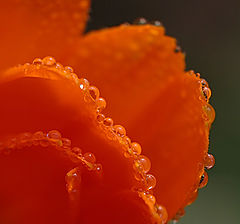 photo "The hot drops"