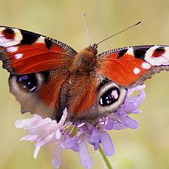 photo "The butterfly"