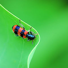 photo "Red on the Green"