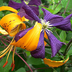 photo "Flower's contrasts. Lily and klematis"
