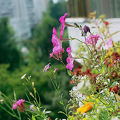 photo "How flowers smells"