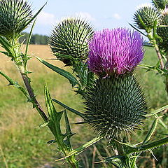 photo "Thistle"