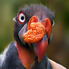 photo "King Vulture"