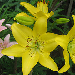 photo "Lilies"