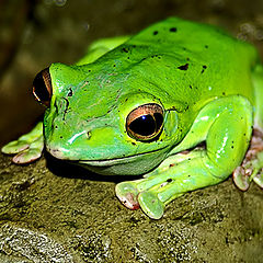 photo "Tsarevna - a frog"