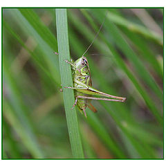 photo "In a grass the grasshopper sat..."
