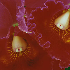 фото "Orchid"