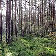 photo "The Ladoga Bogs"