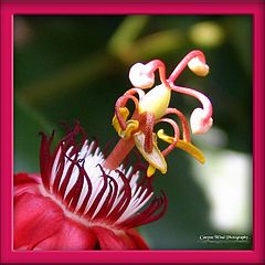фото "" Heart of the Red Passion Flower "."