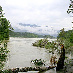 фото "Поваленное после бури дерево возле горной реки"