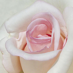 photo "Rose's Color"